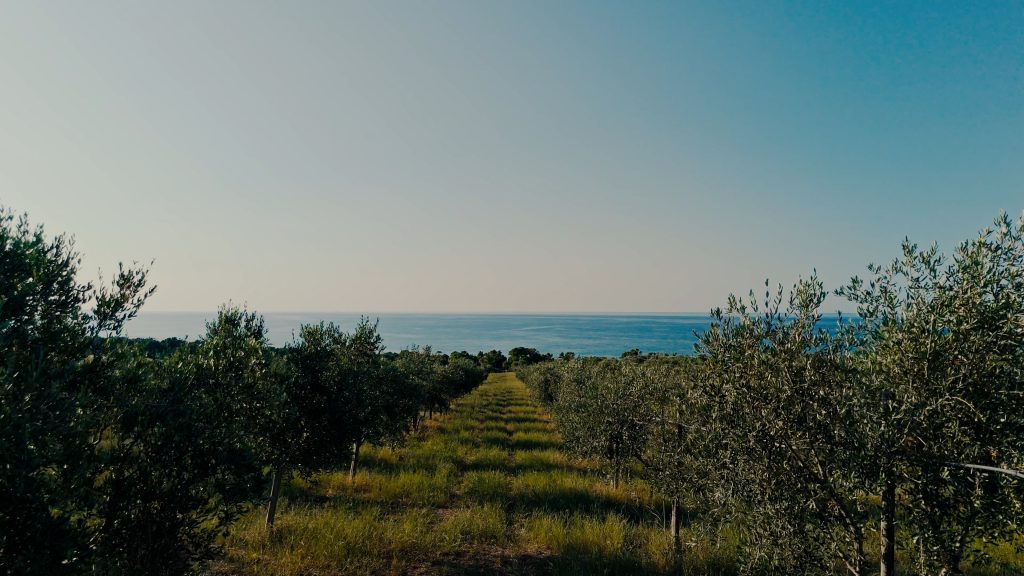 uliveti e mare