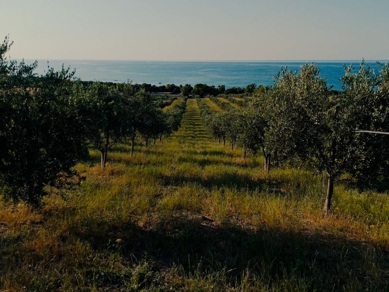 varietà di olive autoctone in Molise