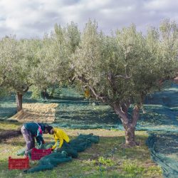 raccolta delle olive