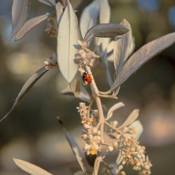 coccinella su foglia di ulivo