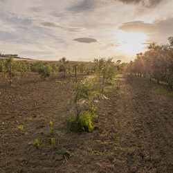 terreno seminato per ulivi