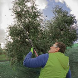 raccolta manuale delle olive